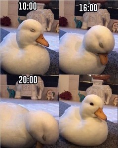 Create meme: duck meme, duck, duck meme
