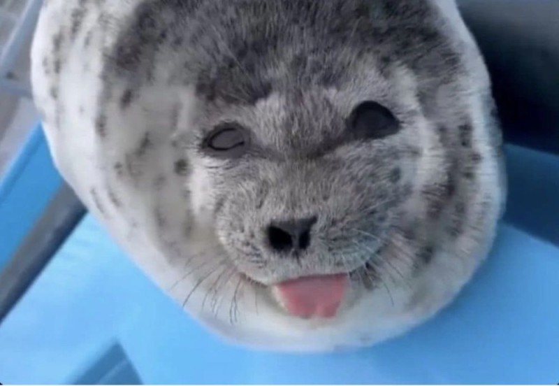 Создать мем: тюлень и морской котик, тюлень обыкновенный, тюлень белек