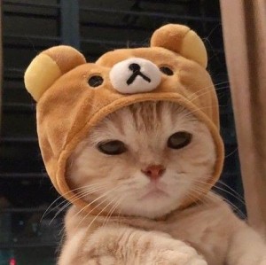 Create meme: cat, seals, adorable kittens