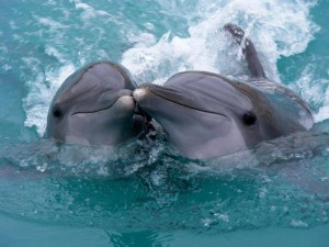 Create meme: dolphins, Dolphin love, cute dolphins