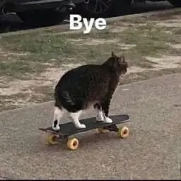 Создать мем: кот на скейте мем, кошка на скейтборде, кот