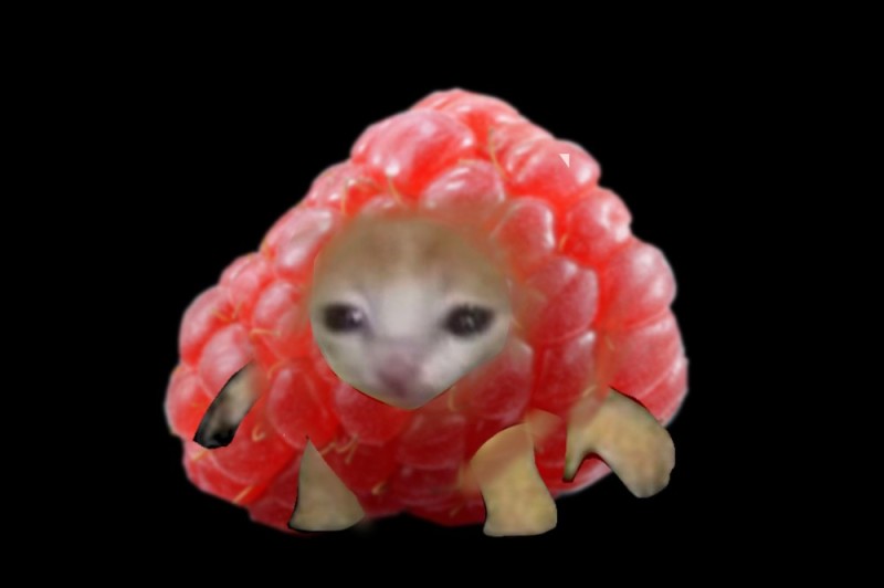Create meme: raspberry cat, raspberry pi, weird animals 