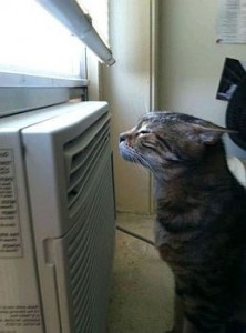Create meme: Cat heated, animals funny, funny animals who are saved from the heat as you can