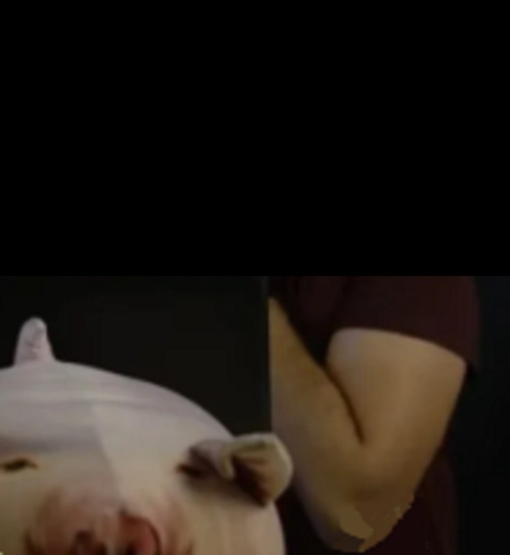 Create meme: a stuffed pig toy, piggy toy, toy pig
