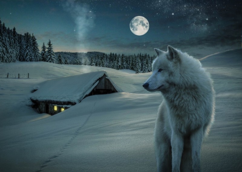 Create meme: white wolf, wolves white, wolf 
