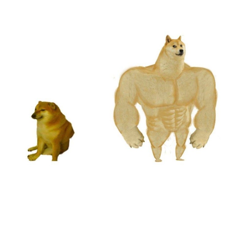 Create meme: meme with a jock and a dog without inscriptions, the pumped-up dog from memes, inflated dog meme