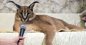 Create meme: Caracal