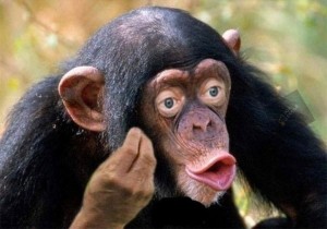Создать мем: шимпанзе мем, самец шимпанзе, обезьяна самец