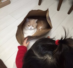 Create meme: Japanese cat, the most dangerous cats, cat happiness