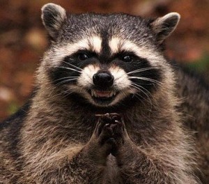 Создать мем: enot, raccoon, зубы енота