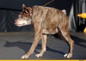 Создать мем: самые страшные породы собак, самая страшная собака в мире фото, ugly dog