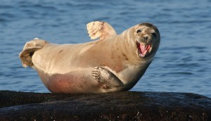 Создать мем: морские котики, тюлень хлопает ластами, тюлень улыбается