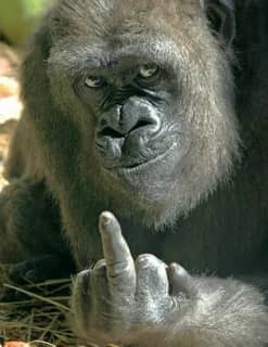 Create meme: gorilla shows the middle finger, gorilla shows a fac, gorilla monkey