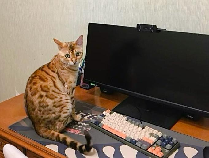 Создать мем: cat, кот, компьютер для котов