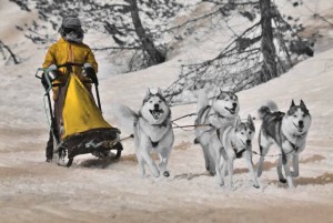 Create meme: team, sled dog