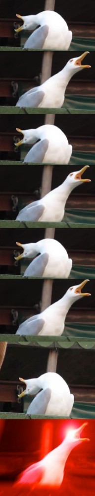 Share in Pinterest. #screaming Seagull meme. #memes Seagull. #meme about .....