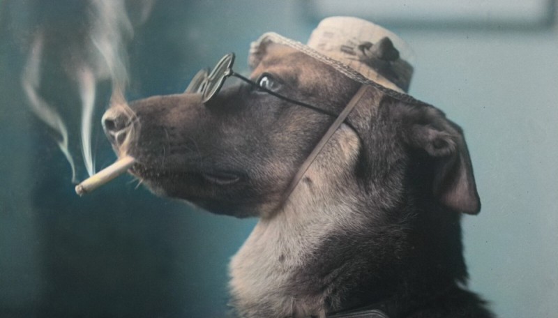 Создать мем: курящая собака, пес с сигаретой, животные с сигаретой