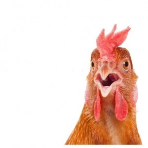 Создать мем: картинка петушары, курица png, курица мем