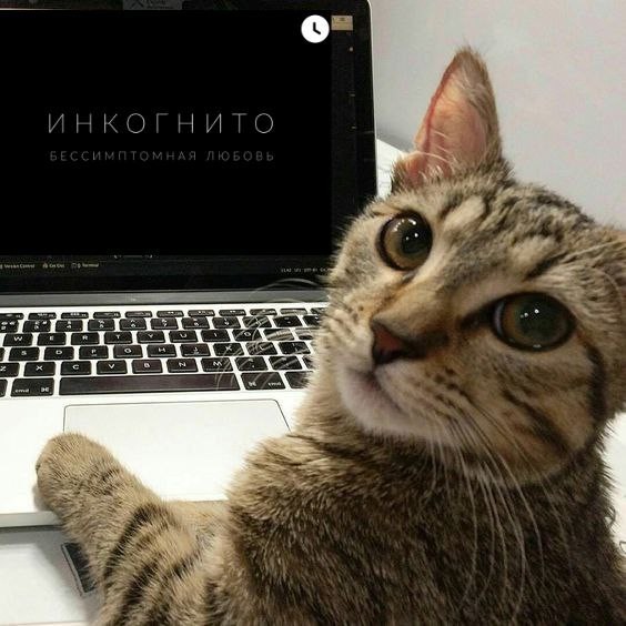 Create meme: Kote , seals , cat IT specialist