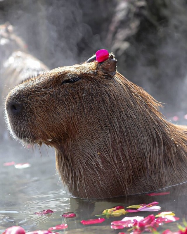 Create meme: capybara capybara, capybara photos, capybara guinea pig