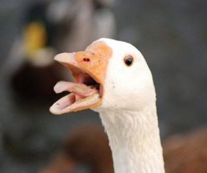 Create meme: duck, fighting geese, funny duck