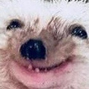 Create meme: dog, funny Chihuahua, cute animals