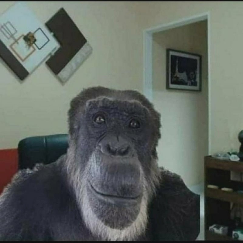 Create meme: chimp meme, funny faces monkeys, gorilla meme