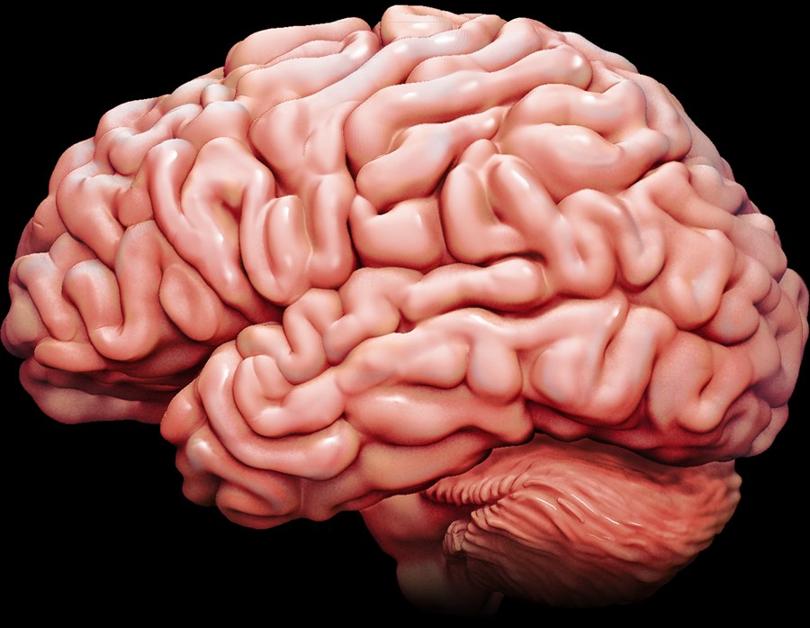 Brain 89. Интерактивный мозг. Медицина мозг. Буст мозга. Cerebellum.
