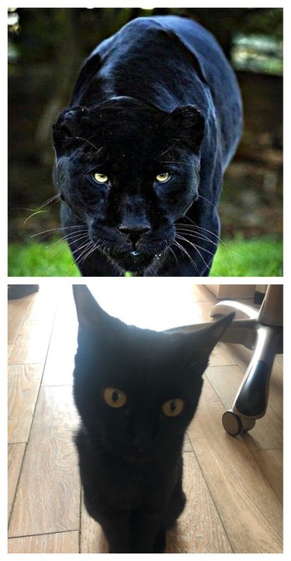 Create meme: Panther , black panther jaguar, black jaguar