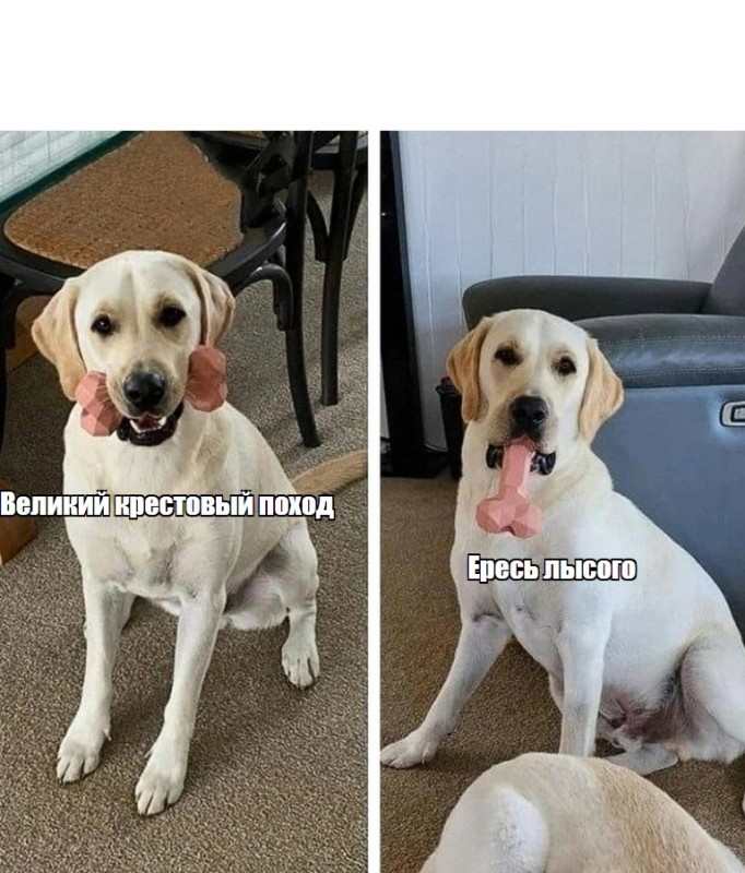 Create meme: labrador dogs, dog , Labrador Retriever 