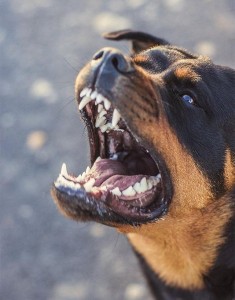 Create meme: Rottweiler grin, Rottweiler