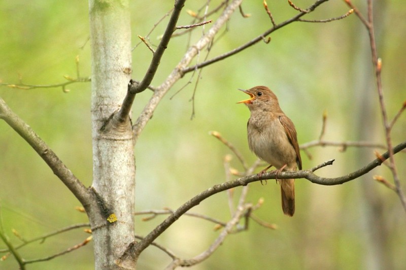 Create meme: Nightingale , the nightingale bird, birds of the Moscow region