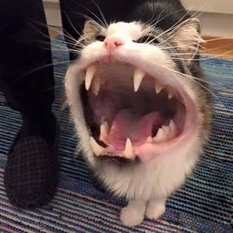 Create meme: laughing cat , the cat screams, meme cat with teeth