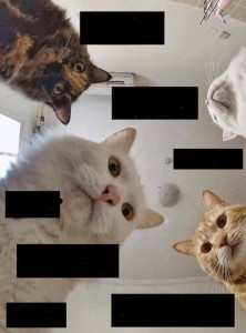 Create meme: morning ailurophile, dogs cats, cat