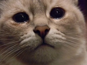 Создать мем: в мире грустит один котик, грущу, кот плачет