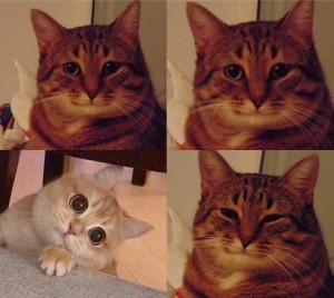 Создать мем: мем кошка, мемы с котами улыбаются, мем котик