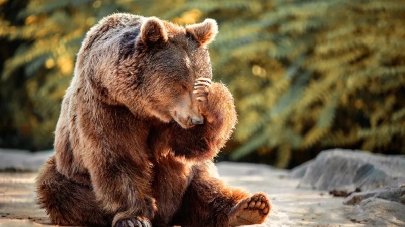 Create meme: grizzly bear , big brown bear, brown bear