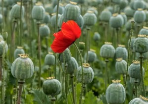 Create meme: opium poppy, plant