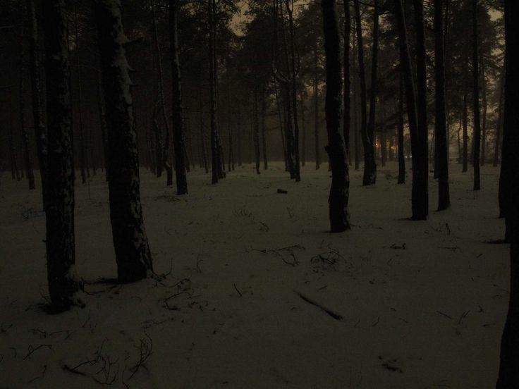 Create meme: the woods at night, the landscape is gloomy, forest at night in winter