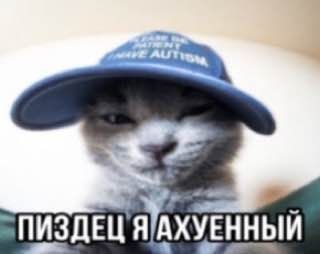 Create meme: cat , cool cats , the trick 