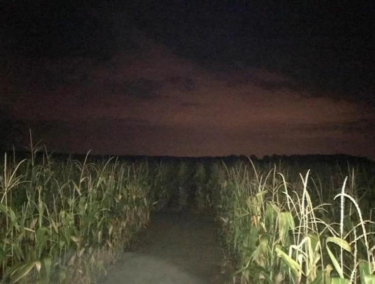 Create meme: liminal space old man, field at night, cornfield night