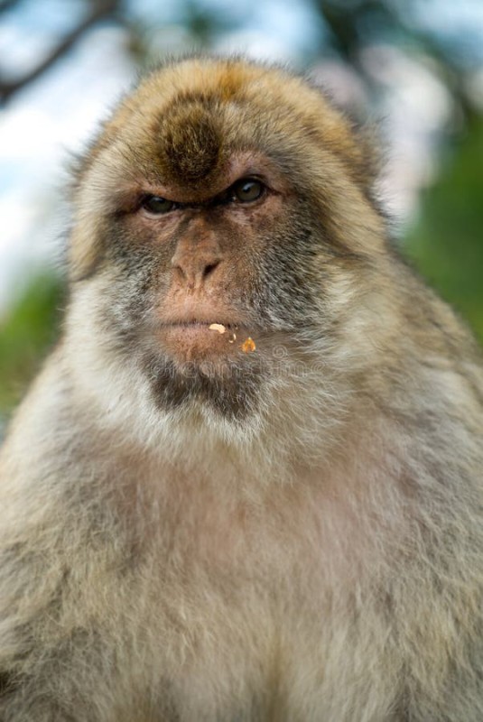 Create meme: macaque monkey, A disgruntled monkey, monkey 