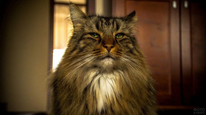 Создать мем: мейн кун взгляд, кот, норвежский лесной кот