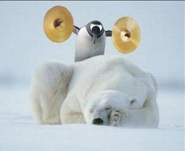 Create meme: good morning penguin, Good morning penguin and polar bear, good morning funny
