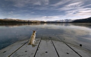Создать мем: dog, озеро горы, 4 k ultra hd