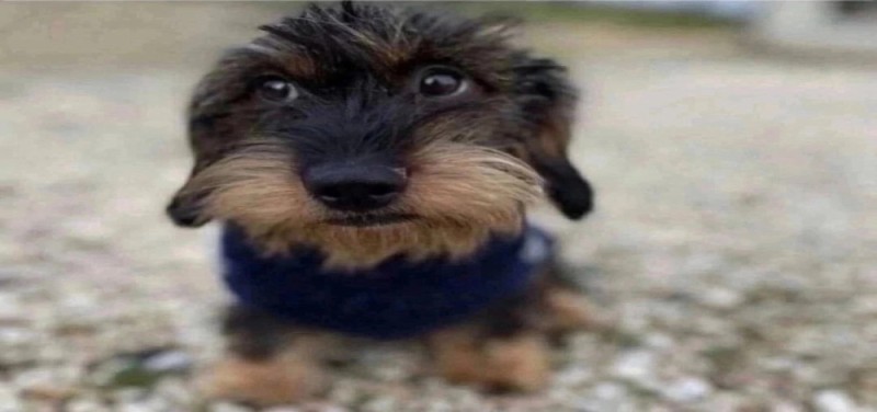 Create meme: breed Yorkshire Terrier, york the puppy, dog Yorkshire