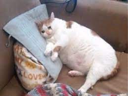 Create meme: fat cat is crying, sad fat cat, fat cat