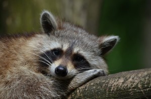 Create meme: cute raccoons, a baby raccoon, raccoon gargle
