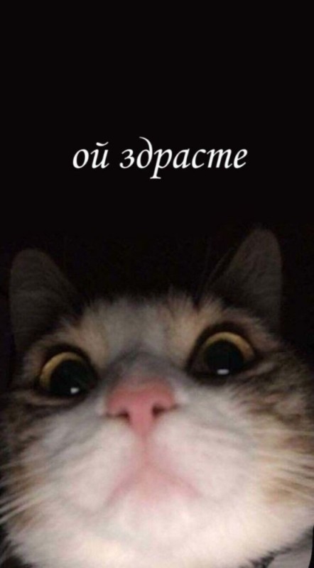 Создать мем: мем кот, коты, котики мемы милые