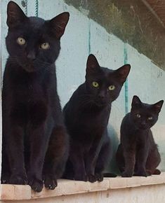 Создать мем: бомбей кошка, чёрный кот в доме, черный кот